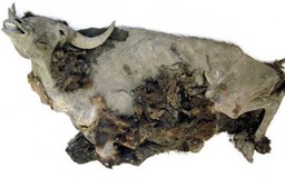 Tìm thấy xác ướp bò rừng gần 10.000 năm tuổi
