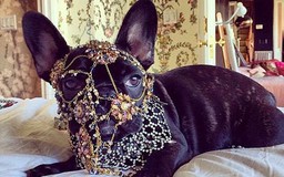 Lady Gaga bị ‘sờ gáy’ vì đeo trang sức cho cún cưng