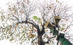 Mùa bàng thay lá bạn còn nhớ không