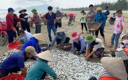 Ngư dân vùng bãi ngang Hà Tĩnh trúng đậm mùa biển, 'bỏ túi' tiền triệu mỗi ngày