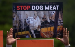 Tổng thống Hàn Quốc cân nhắc cấm thịt chó