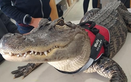 Bất ngờ chú cá sấu dẫn đầu cuộc thi thú cưng được yêu thích nhất nước Mỹ