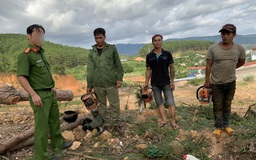 Lâm Đồng: Bắt quả tang 3 người ngang nhiên vác cưa máy 'hạ sát' rừng thông