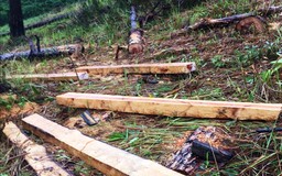Lâm Đồng: 'Nóng' chuyện phá rừng, 4 trưởng ban quản lý rừng bị đình chỉ công tác