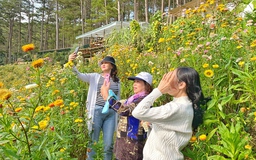 Tết Nhâm Dần 2022, du khách đến Đà Lạt say đắm vẻ đẹp rừng hoa bất tử