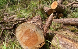 Lâm Đồng: Rừng thông tự nhiên ở Đam Rông bị phá lấy gỗ