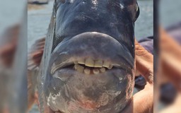 Hết hồn với cá có 'hàm răng người’