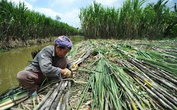 'Cứu' ngành đường bằng... giá điện