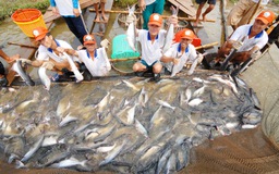 Xuất khẩu cá tra vẫn lập kỷ lục mới