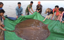 Cá đuối khổng lồ được thả trở lại sông Mê Kông như thế nào?