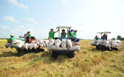 Xuất khẩu gạo Thái Lan, Campuchia tăng mạnh