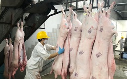 Giá heo hơi hôm nay 6.10.2022: Nhiều nơi tăng 2.000 đồng/kg