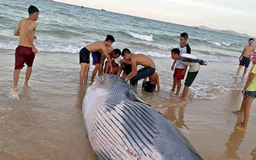 Chôn cất cá voi hơn 2 tấn dạt vào bờ biển