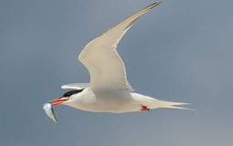 Chim nhạn hay chim nhàn trong bản 'Dạ cổ hoài lang' mới đúng?