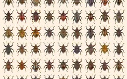 Phát hiện 98 loài bọ cánh cứng mới