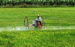 Siêu dự án nông nghiệp - Kỳ 5: Làm gạo hữu cơ