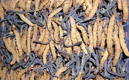 Món ăn bài thuốc cho phụ nữ