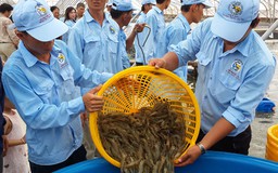 Nông nghiệp công nghệ cao - Kỳ 17: Nuôi tôm siêu năng suất