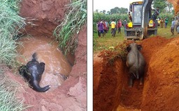 Cả làng giải cứu voi con bị rớt giếng