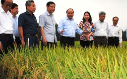 Đột phá sản xuất lúa gạo bằng mở rộng hạn điền