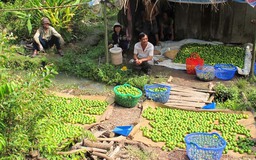 Chanh rớt giá