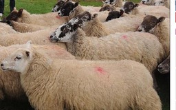 Tạo thành công phôi thai lai tạo giữa người và cừu đầu tiên trên thế giới