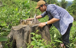 Thủ tướng yêu cầu điều tra, làm rõ vụ phá rừng phòng hộ ở Quảng Nam
