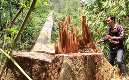 Cận cảnh rừng lim hàng trăm năm tuổi bị 'xẻ thịt'