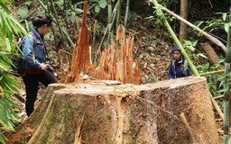 Để mất rừng, hàng loạt cán bộ kiểm lâm bị đình chỉ công tác