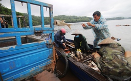 Lãi to khi bắt được hàng tấn cá mè khi hồ Phú Ninh xả nước sau mưa lịch sử