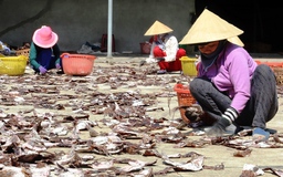 Gần 1.000 tấn mực khô ứ đọng do Trung Quốc ngừng mua đã được “giải phóng”