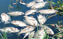 Quảng Nam: Cá chết hàng loạt sau khi nước sông Cổ Cò đổi màu đen ngòm