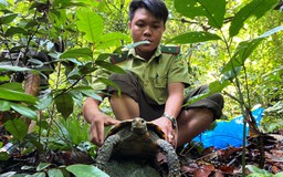 Thả 5 cá thể rùa núi viền nằm trong Sách đỏ Việt Nam về lại tự nhiên