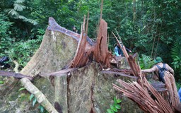 Phá rừng ở Quảng Trị: Lãnh đạo khu bảo tồn tố giác một số nghi phạm