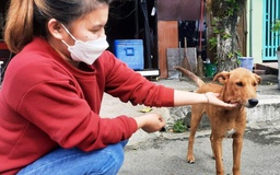 Hội An trở thành 'thành phố nói không với thịt chó, mèo'