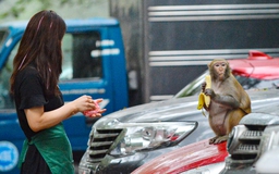 Con khỉ hoang quậy phá tại Hà Nội: Có ngày cắn 4 người