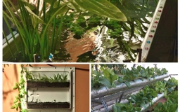 Cách ly xã hội: 'Biến' tủ lạnh thành bể cá, tự trồng rau tại nhà