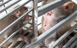 Cà Mau: Thả 4 cá thể khỉ nguy cơ bị đe dọa tuyệt chủng về rừng