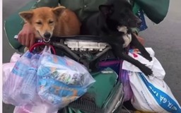 Vụ tiêu hủy đàn chó tại Cà Mau: Lãnh đạo huyện nói 'phòng chống dịch là trước hết, trên hết'