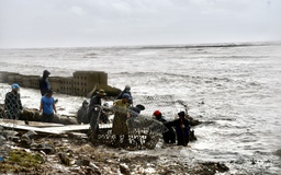 Sạt lở đê biển Tây: Nhiều đoạn bị đe dọa nghiêm trọng, khẩn cấp hộ đê