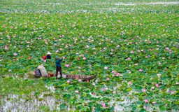 'Đất Sen hồng' Đồng Tháp phát triển thương hiệu sen