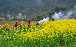 Ngọc Viễn Đông: Lựa chọn hoàn hảo cho tour du lịch của bạn