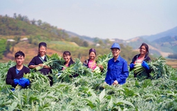 Phát triển sản phẩm bảo vệ sức khỏe từ dược thảo Việt Nam
