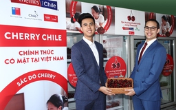 Cherry Chile lần đầu được nhập khẩu vào Việt Nam