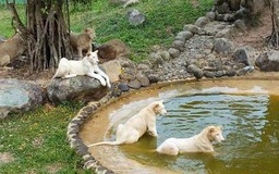 Vườn Xoài đưa nhiều loài thú quý vào phục vụ khách tham quan