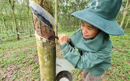 Mùa 'vàng trắng' ở Tây Bắc