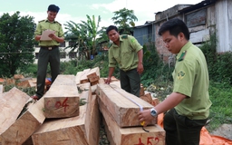 Vụ phá rừng Pơmu: Yêu cầu đình chỉ Chi cục trưởng Chi cục hải quan cửa khẩu Nam Giang