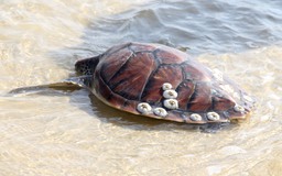Rùa biển cực quý hiếm nặng 5,5kg mắc lưới được ngư dân thả