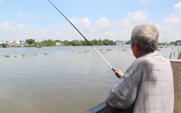 Sau Bình Dương đến lượt TP.HCM cảnh báo cá sấu trên sông Sài Gòn
