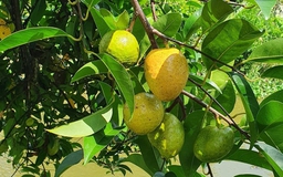 Bình bát quê nhà